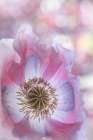 USA, Washington State, Seabeck. Close-up of poppy blossom. Art Print